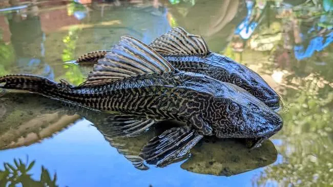 Panduan Lengkap Fermentasi Ikan Sapu-Sapu Jadi Pupuk Asam Amino 2026